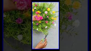 Portulaca cutting ✂️ #trending #plants #flowers #Ever Greenary #shorts #viral