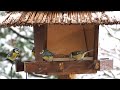 24.01.21 - Viele Meisen am Futterhaus