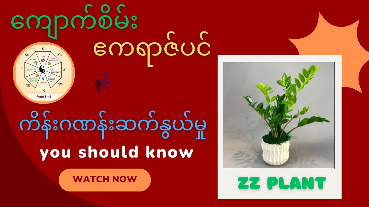 ကျောက်စိမ်းဧကရာဇ်ပင် - အရွက်အရေအတွက်နဲ့ ကံဇာတာ ဆက်နွယ်မှု (သင်မသိသေးတဲ့ လျှို့ဝှက်ချက်များ)