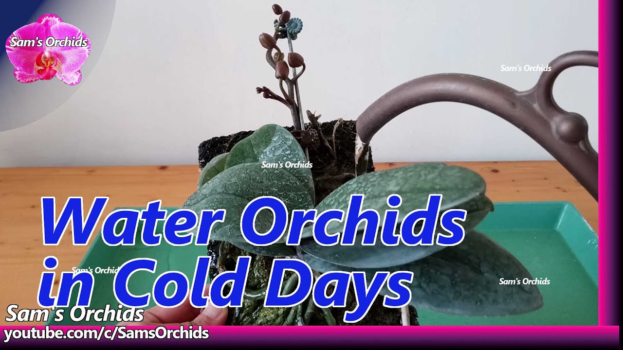 Watering Phalaenopsis orchid in cold winter YouTube