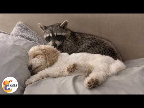 This Raccoon Treated a Tiny Puppy Like His Own Baby