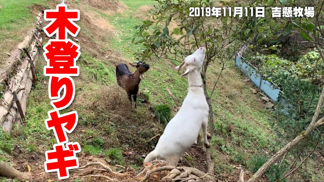 木登りヤギ 手作りヤギ牧場 吉懸牧場 19年11月11日 Goat Farm Omochi Anko Youtube