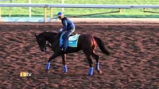 American Pharoah Jogs On A Beautiful Morning At Santa Anita Park