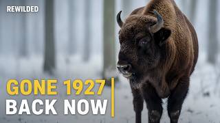 Europe Killed Its Last Bison in 1927. Now There Are 12,000