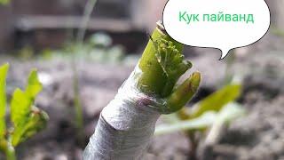 Узумнинг кук новда пайванди.