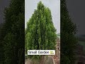 small Garden 🏡 #2026 #love #shorts #jharkhand #ai #vivo #tech #trading