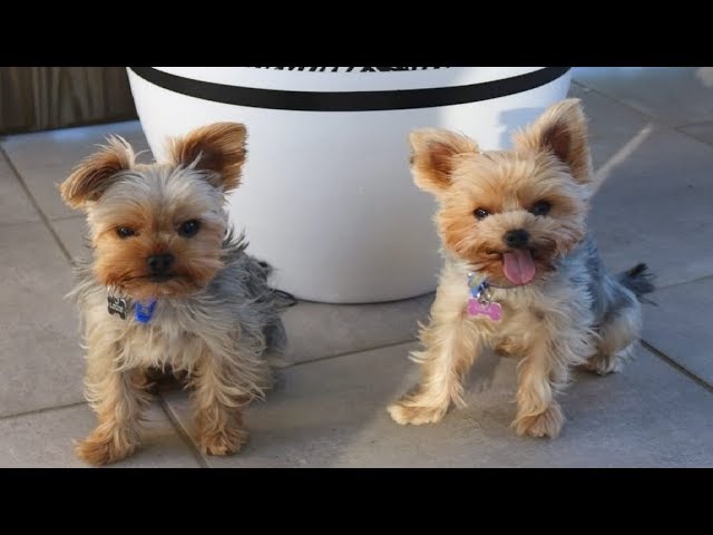 toy yorkie puppies