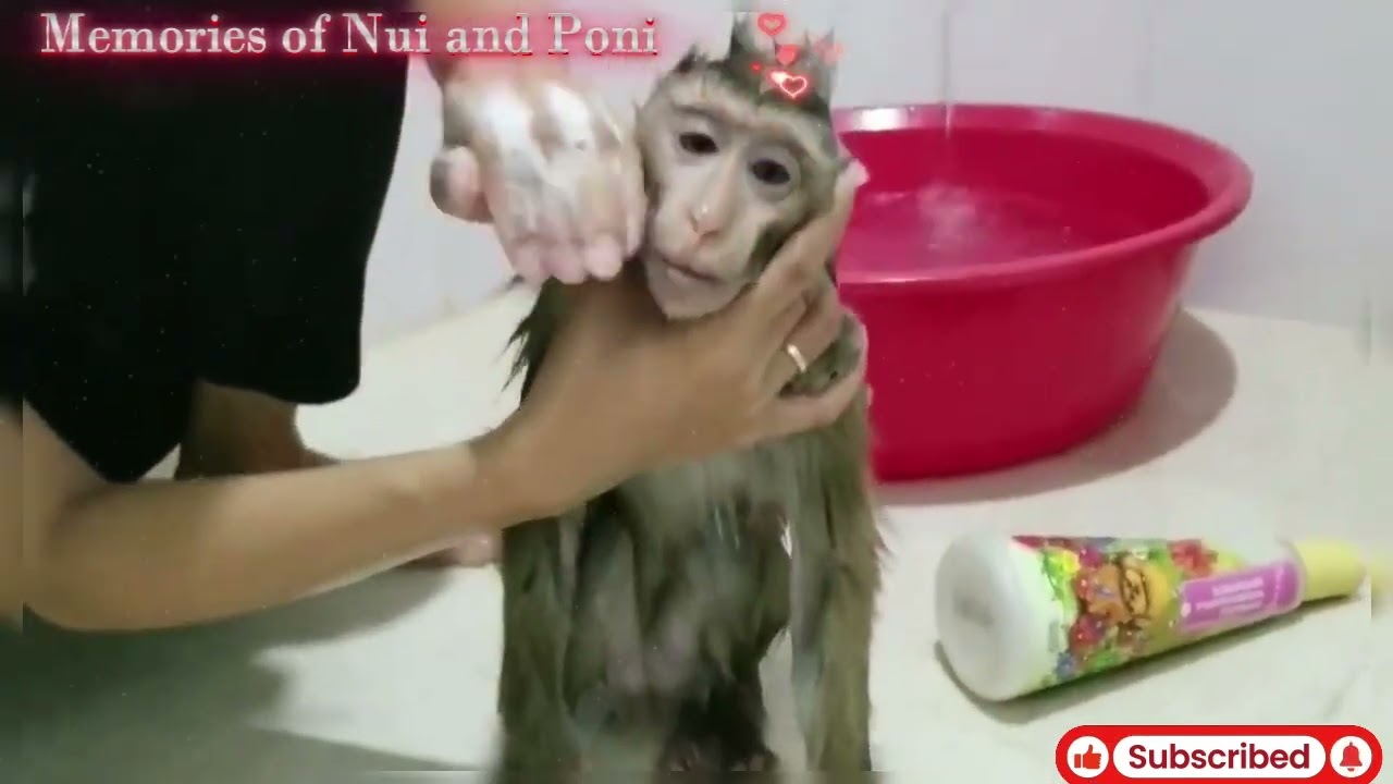 Monkey Baby Nui | Nui and Na are bathed together