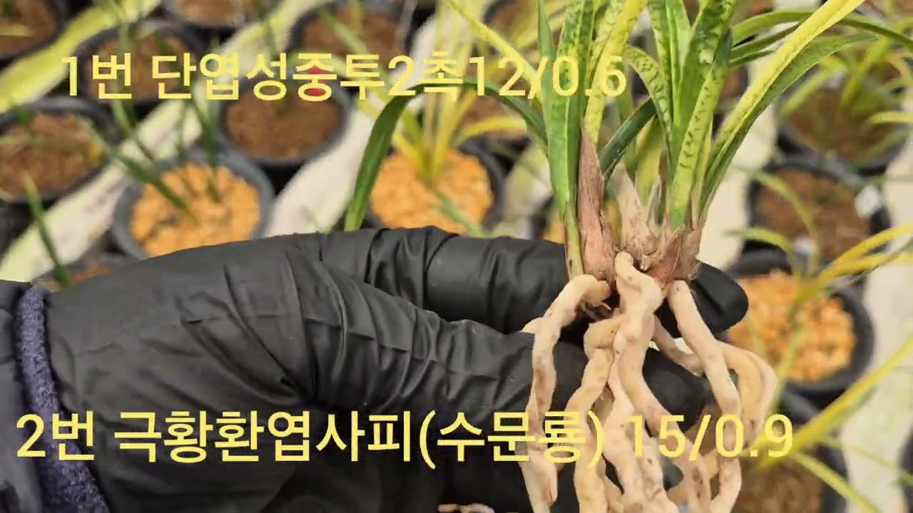 1번 단엽성중투 20만원.   2번 수문룡 20만원. 전화 010 8553 8255