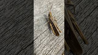 Spider Wasp and Grasshopper in the ReNature pollinator garden on Hackney Marshes