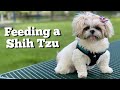 Shih Tzu goes to the Park and Diet Recommendations!!!