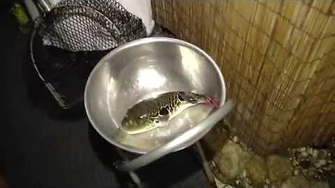 "拚命"都要吃! 直擊河豚料理怎上桌 - 天天要聞