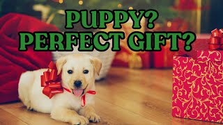 The Puppy Gift DEBATE: SHOULD YOU GIVE One this Christmas? by Busy With Dogs 53 views 5 months ago 5 minutes, 7 seconds