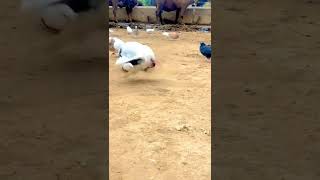 pigeon does backflips pigeon does backflips