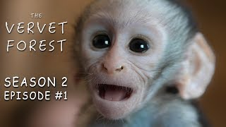 Two Orphan Baby Monkeys Arrive At Our Animal Sanctuary - Vervet Forest - Season 2 - Episode 1