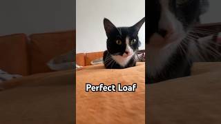 Ideal loaf #cat #catvideos #aww #viral #shorts #cute #pets #animals #home #tuxedocat #loaf #cats Ideal loaf #cat #catvideos #aww #viral #shorts #cute #pets #animals #home #tuxedocat #loaf #cats