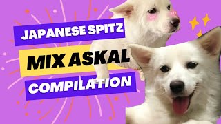 Japanese Spitz Mix Askal Compilation