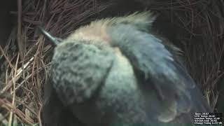 BirdCam Broadcast_052126_1916