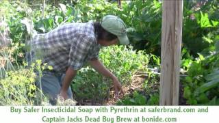 Getting Rid of Flea Beetles in the Garden Organically