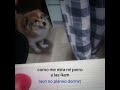 Mi perro no deja de Juzgarme!
