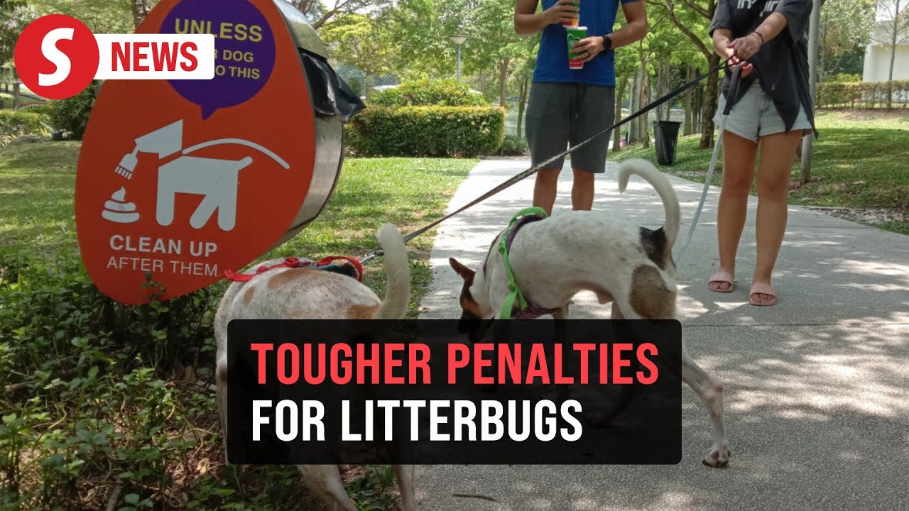 Pet owners: Clean up or face a fine under amended law