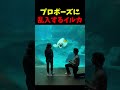 プロポーズに乱入するイルカ