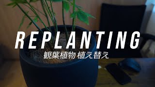 観葉植物パキラの植え替え！インテリアをおしゃれにする鉢カバー！