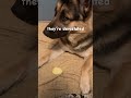 Tough loss boys.. Rip to their favorite ball. 1/29/2023- 2/1/2023 #germanshepherd #gsd #husky #dog