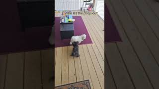 Who Let The Dogs Out