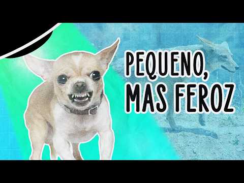 RESEARCH REVEALS WHY CHIHUAHUAS ARE SO GRUMPY | ABDUÇÃO