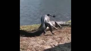 Crocodile Vs Crocodile #canibalism #shorts