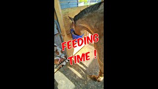 How Do We Feed Our Wonderful Horses ?   🐴  #horse #mustangs  #icelandic by Life With Dogs And Horses ! 447 views 1 month ago 7 minutes, 34 seconds