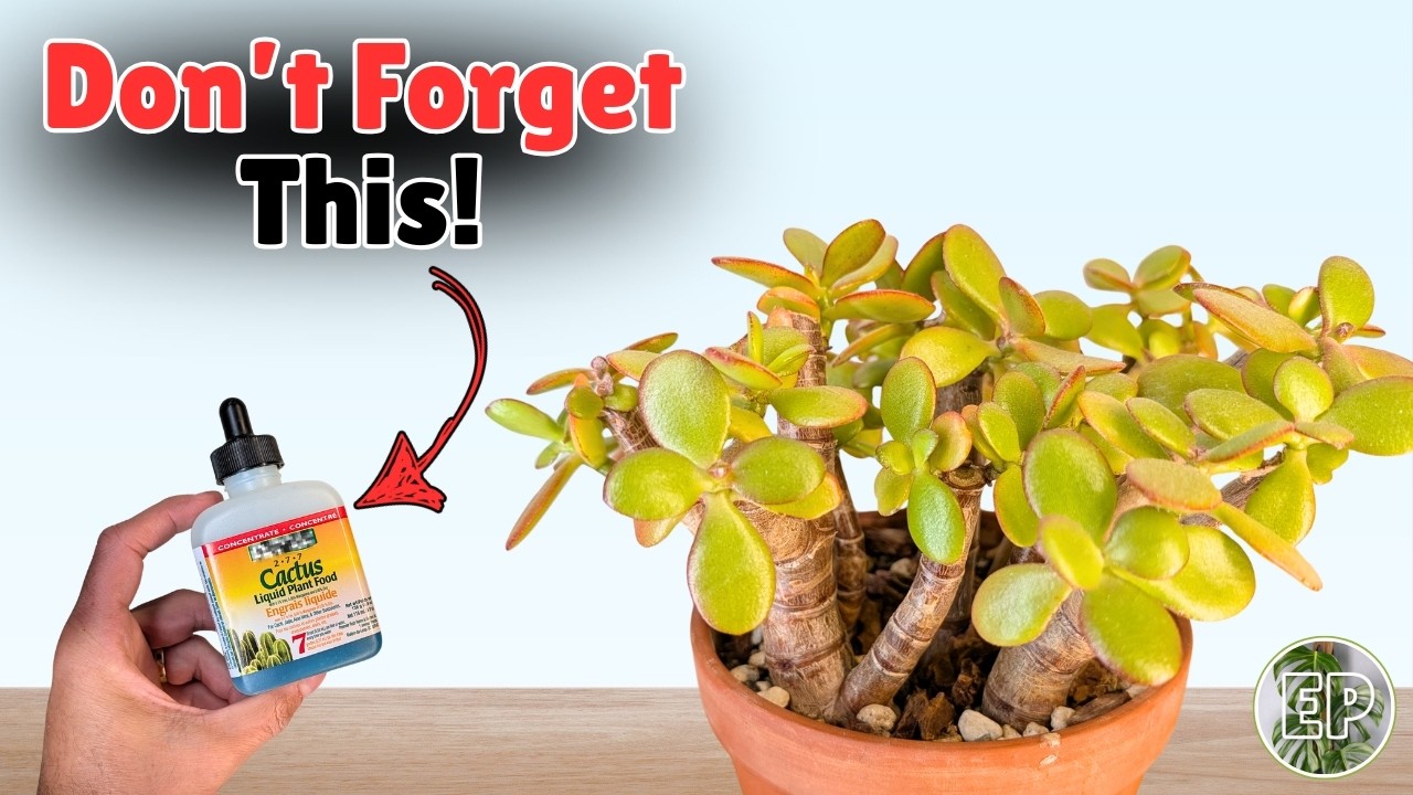 Get explosive spring jade growth with these 5 tips