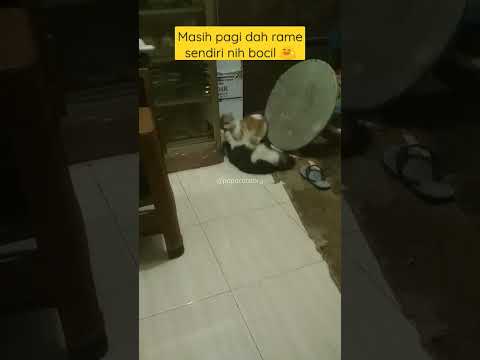 Pagiku rame 😸 #shorts #short #shortvideo #video #trending #vlog #ytshorts #meow #meong #kucing #cat