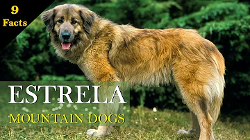 Dive Deeper: 9 Estrela Mountain Dog Facts That'll Amaze You
