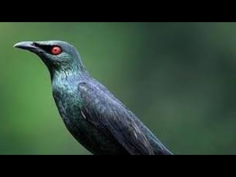 Pancingan Cucak Keling Mancing Burung Cucak Keling Agar Gacor | Pancingan Cucak Keling Auto Gacor - YouTube