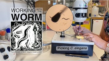 How to Pick C. elegans