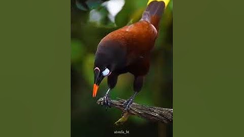 يا ايها الناس قد جاءتكم موعظه من ربكم وشفاء لما في الصدور • القارئ عمر الهاشمي