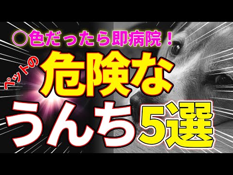 犬のうんちの色でわかる健康状態！異常な色や硬さの見分け方
