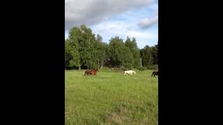 Horses running through meadow