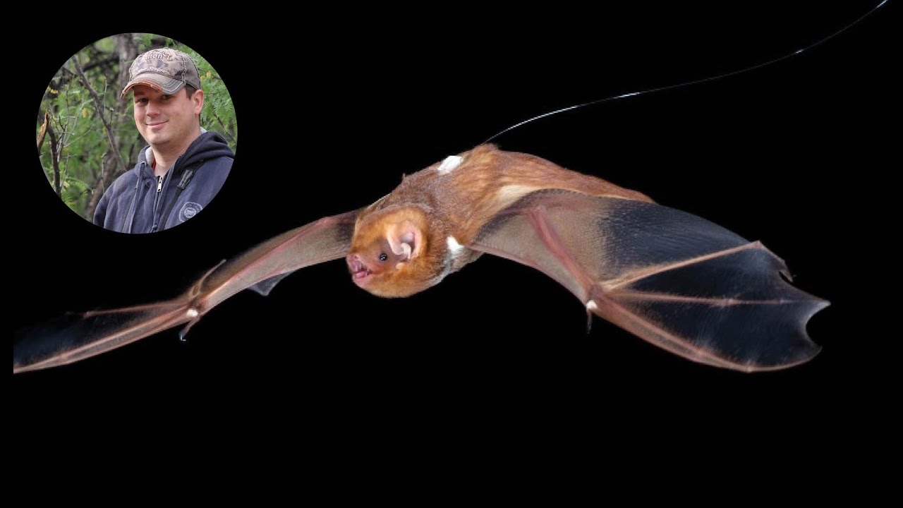 Migration Ecophysiology: The Influence Of Heterothermy in Migratory Bats And Birds