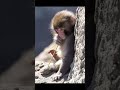 Happy 10 month old my dearest Punch-kun🎂🎊🎉🐒 #ytshorts #monkey #viral #punch