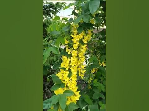 Акації цвіт - YouTube