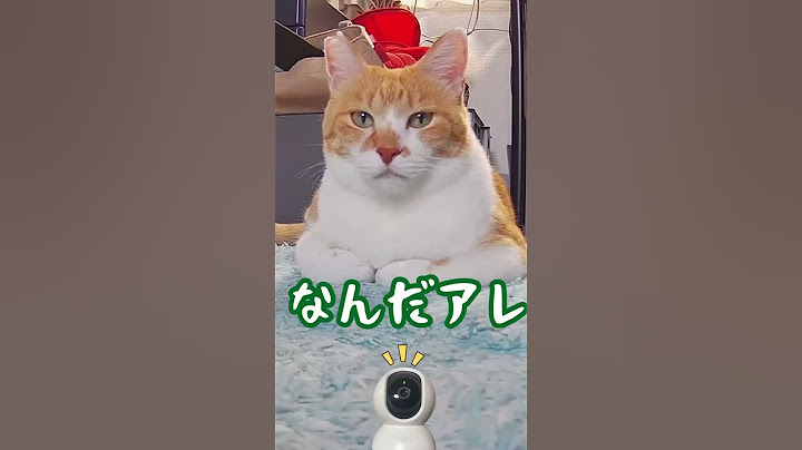 家族がお出かけ！おいてかれた猫を隠し撮り　#shorts