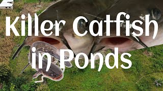 Cannibalism in Catfish Farming | How Catfish Eats Each Other Why Do Catfish Eat Each Other