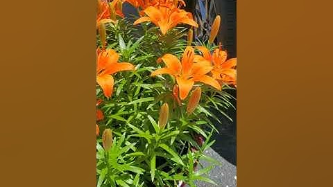 #ORANGE TIGER LILY FLOWERS  || #shorts  @gorgeous_red14B