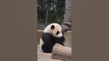 ✨💖🐼Baby panda die zo dol is op Keeper🐼💖✨