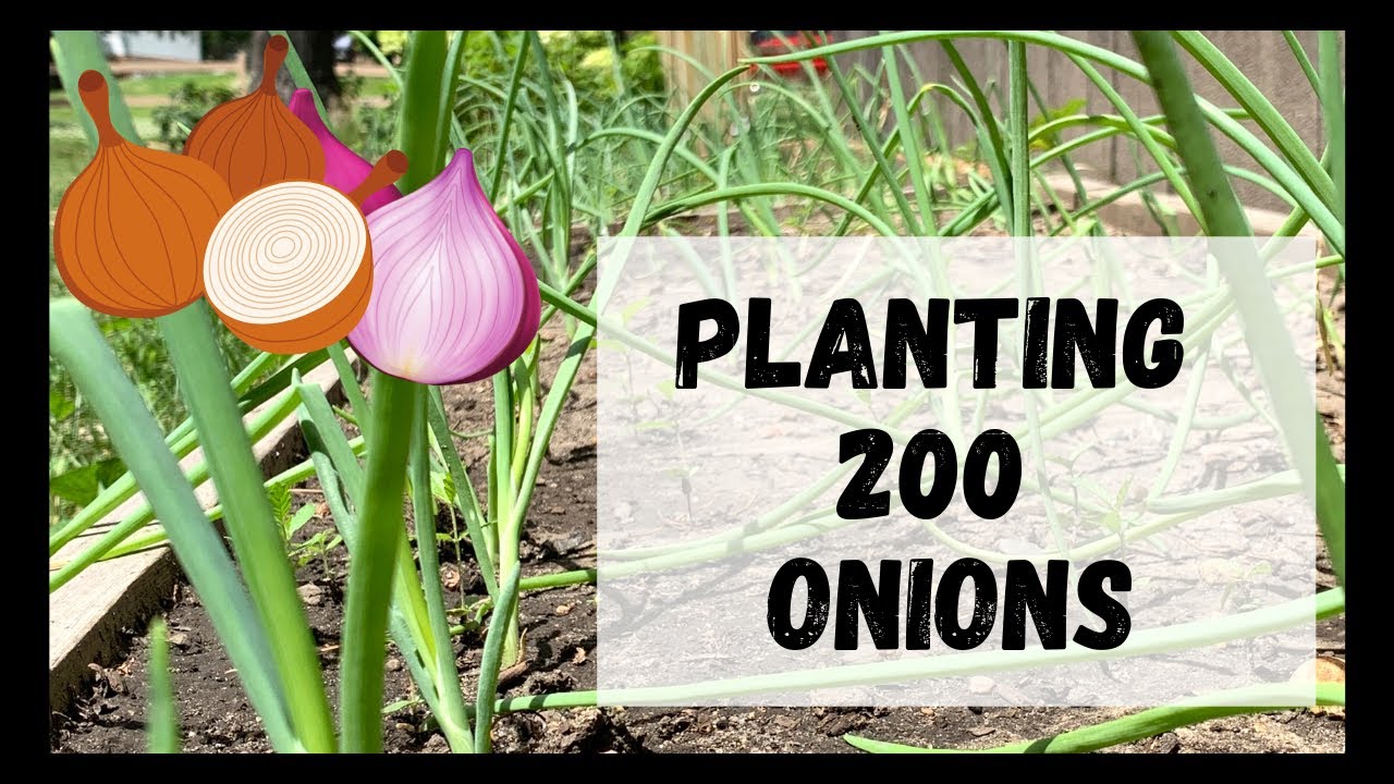 Planting 200 Red & White Onions! Too many?? Beginner Gardener / Zone 4