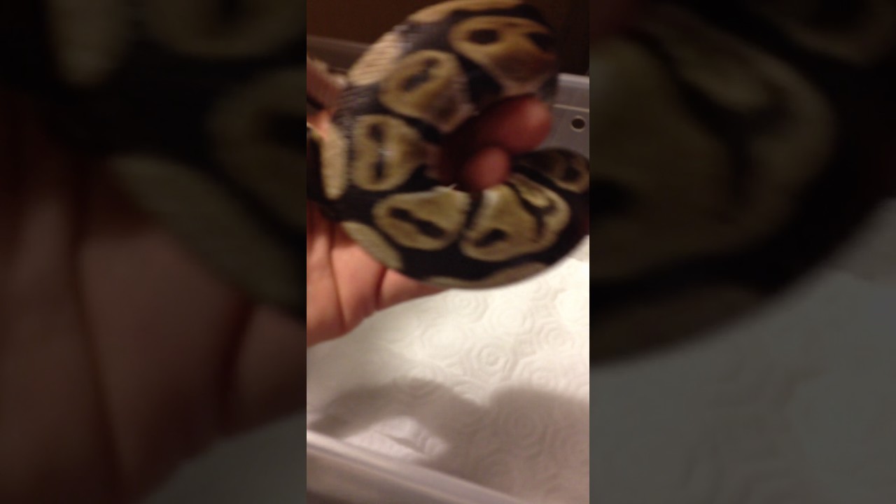 camera iphone 8 plus apk Fresno PD snake call