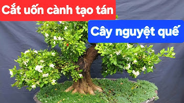 Cắt cành tạo tán cây nguyệt quế hoa chùm